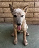 Sam , a male Australian Cattle Dog for sale in Mesa, AZ – 3 of 9
