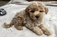 Louie, a male Poodle - Toy  for sale in Mesa, AZ – 7 of 10