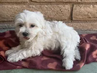 Gizmo , a male Maltese and Poodle - Toy  for sale in Mesa, AZ – 5 of 10