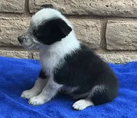 Max, a male Australian Cattle Dog and Border Collie for sale in Mesa, AZ – 10 of 10