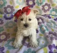 Gracie , a female Miniature Schnauzer and Maltese for sale in Mesa, AZ – 7 of 10