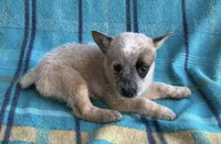 Cooper , a male Australian Cattle Dog for sale in Mesa, AZ – Photo 6 of 7