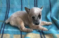 Cooper , a male Australian Cattle Dog for sale in Mesa, AZ – Photo 4 of 7