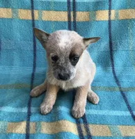 Cooper , a male Australian Cattle Dog for sale in Mesa, AZ – Photo 2 of 7
