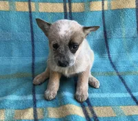 Cooper , a male Australian Cattle Dog for sale in Mesa, AZ – Photo 3 of 7