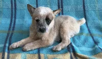 Cooper , a male Australian Cattle Dog for sale in Mesa, AZ – Photo 5 of 7