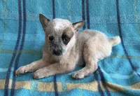 Cooper , a male Australian Cattle Dog for sale in Mesa, AZ – Photo 7 of 7