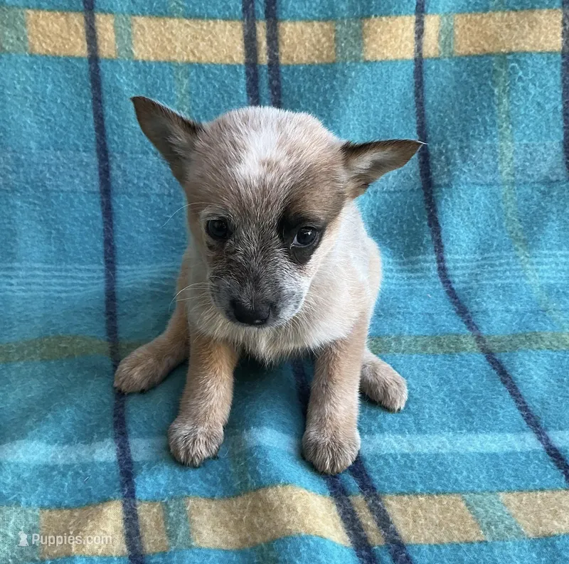 Cooper  – Australian Cattle Dog puppy for sale in Mesa, AZ