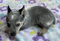 Bluey, a female Australian Cattle Dog for sale in Mesa, AZ – 3 of 6