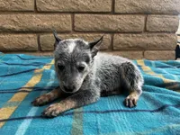 Blue , a male Australian Cattle Dog for sale in Mesa, AZ – 10 of 10