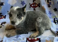 Buster , a male Australian Cattle Dog for sale in Mesa, AZ – 8 of 9
