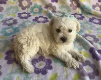 Sophie , a female Miniature Schnauzer and Maltese for sale in Mesa, AZ – 6 of 9