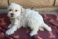 Mochi , a female Maltese and Poodle - Toy  for sale in Mesa, AZ – 2 of 9