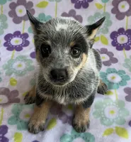 Bluey, a female Australian Cattle Dog for sale in Mesa, AZ – 3 of 10