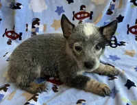 Blue , a male Australian Cattle Dog for sale in Mesa, AZ – 8 of 8