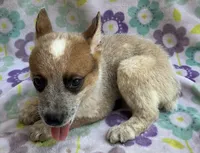 Blaze , a female Australian Cattle Dog for sale in Mesa, AZ – 8 of 9