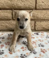 Red, a male Australian Cattle Dog for sale in Mesa, AZ – 6 of 8