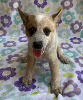 Cooper , a female Australian Cattle Dog for sale in Mesa, AZ – 9 of 10