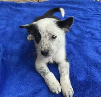 Dash, a male Australian Cattle Dog and Border Collie for sale in Mesa, AZ – 9 of 9