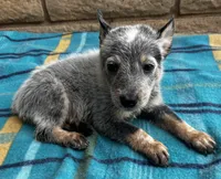 Blue , a male Australian Cattle Dog for sale in Mesa, AZ – 6 of 10
