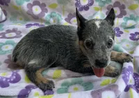 Blue , a female Australian Cattle Dog for sale in Mesa, AZ – 4 of 9