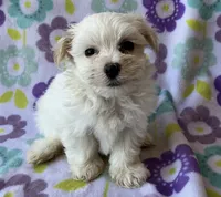Benji , a male Maltese and Poodle - Toy  for sale in Mesa, AZ – 7 of 10