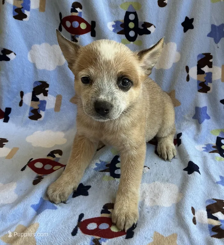 Daisy  – Australian Cattle Dog puppy for sale in Mesa, AZ