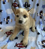 Daisy , a female Australian Cattle Dog for sale in Mesa, AZ – 1 of 9