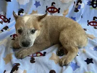 Sydney , a female Australian Cattle Dog for sale in Mesa, AZ – 9 of 10