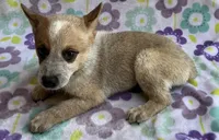 Cooper , a female Australian Cattle Dog for sale in Mesa, AZ – 5 of 10