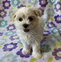 Annie , a female Maltese and Poodle - Toy  for sale in Mesa, AZ – 2 of 10