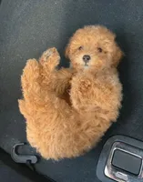 Ruby , a female Poodle - Toy  for sale in Mesa, AZ – Photo 4 of 4