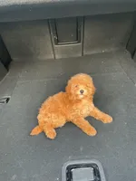 Ruby , a female Poodle - Toy  for sale in Mesa, AZ – Photo 2 of 4