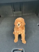 Ruby , a female Poodle - Toy  for sale in Mesa, AZ – Photo 1 of 4