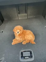 Ruby , a female Poodle - Toy  for sale in Mesa, AZ – Photo 3 of 4