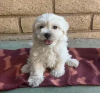 Gizmo , a male Maltese and Poodle - Toy  for sale in Mesa, AZ – 2 of 10