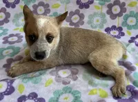 Cooper , a female Australian Cattle Dog for sale in Mesa, AZ – 10 of 10