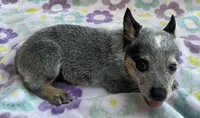 Jasmine , a female Australian Cattle Dog for sale in Mesa, AZ – 3 of 8