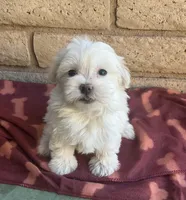 Mochi , a female Maltese and Poodle - Toy  for sale in Mesa, AZ – 4 of 9