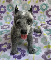 River, a female Australian Cattle Dog for sale in Mesa, AZ – 6 of 10
