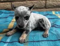 Nova , a female Australian Cattle Dog for sale in Mesa, AZ – 5 of 7