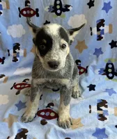 Sky , a female Australian Cattle Dog for sale in Mesa, AZ – 9 of 10