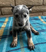 Blue , a male Australian Cattle Dog for sale in Mesa, AZ – 3 of 10