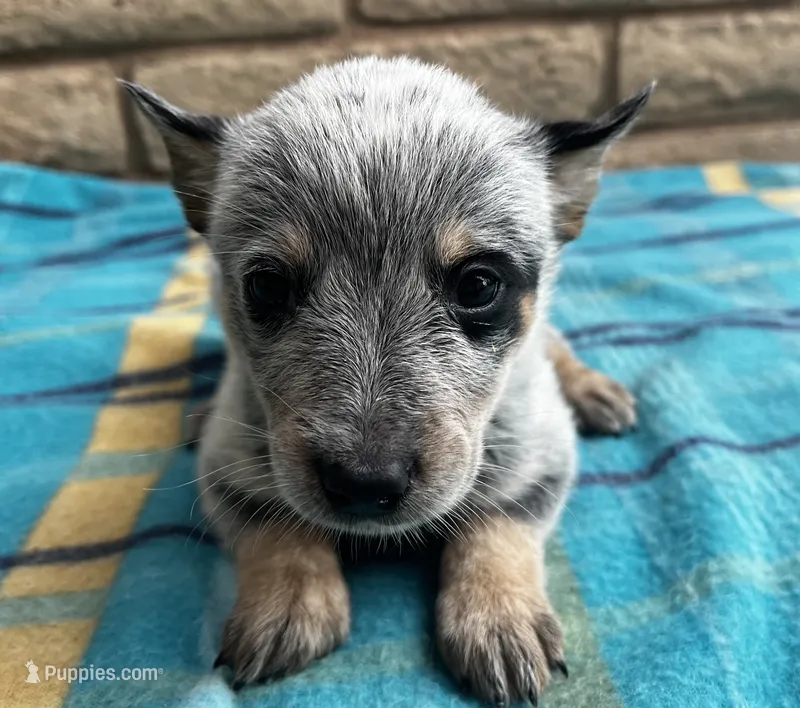Nova , a female Australian Cattle Dog for sale in Mesa, AZ – 1 of 7
