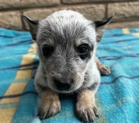 Nova , a female Australian Cattle Dog for sale in Mesa, AZ – 1 of 7