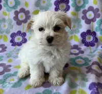 Benji , a male Maltese and Poodle - Toy  for sale in Mesa, AZ – 6 of 10