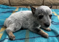 Nova , a female Australian Cattle Dog for sale in Mesa, AZ – 4 of 7