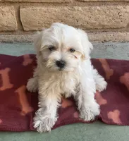 Gizmo , a male Maltese and Poodle - Toy  for sale in Mesa, AZ – 4 of 10