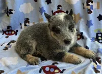 Buster , a male Australian Cattle Dog for sale in Mesa, AZ – 3 of 9