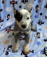 Bandit  , a male Australian Cattle Dog for sale in Mesa, AZ – 5 of 7